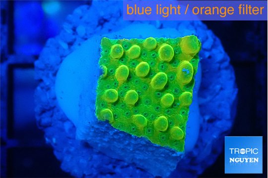Montipora kungpao phoenix 1-2 cm WYSIWYG acclimaté