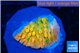 Montipora kungpao phoenix 2-3 cm WYSIWYG acclimaté