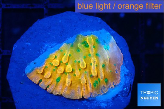 Montipora kungpao phoenix 2-3 cm WYSIWYG acclimaté