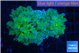 Euphyllia paradivisa green sunset 4-8 cm WYSIWYG acclimaté