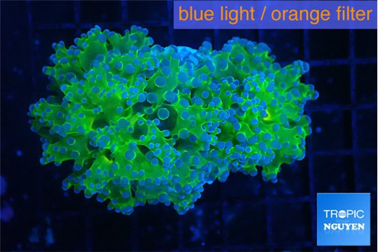 Euphyllia paradivisa green sunset 4-8 cm WYSIWYG acclimaté