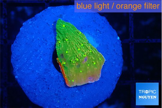 Montipora sun graphted 1-2 cm WYSIWYG acclimaté