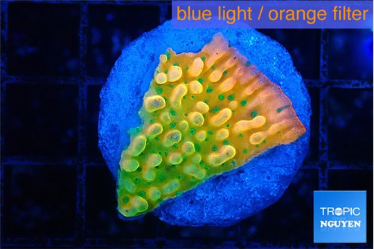 Montipora kungpao phoenix 2-3 cm WYSIWYG acclimaté