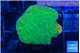 Montipora graphted 2-3 cm WYSIWYG acclimaté