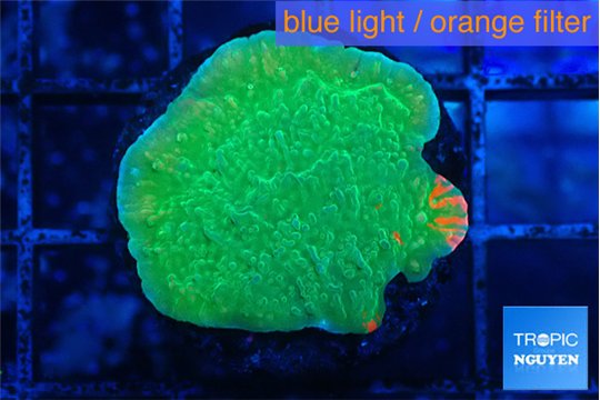 Montipora graphted 2-3 cm WYSIWYG acclimaté