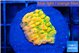 Montipora kungpao phoenix 1-2 cm WYSIWYG acclimaté