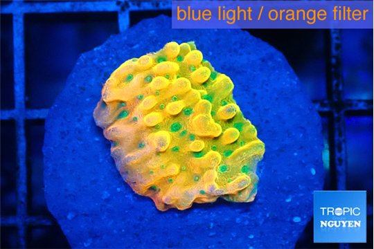 Montipora kungpao phoenix 1-2 cm WYSIWYG acclimaté