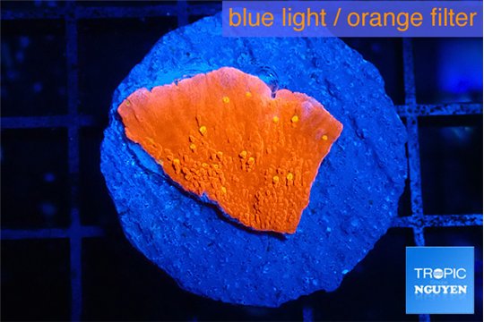 Montipora sun graphted 1-2 cm WYSIWYG acclimaté