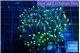 Euphyllia glabrescens joker orange tip 7-10 cm WYSIWYG acclimaté