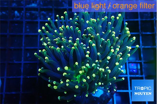 Euphyllia glabrescens joker orange tip 7-10 cm WYSIWYG acclimaté