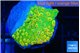 Montipora kungpao phoenix 2-3 cm WYSIWYG acclimaté