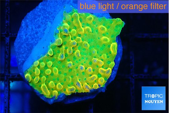 Montipora kungpao phoenix 2-3 cm WYSIWYG acclimaté