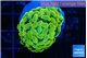 Euphyllia paraancora green gold 2-4 cm WYSIWYG acclimaté