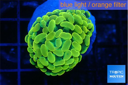 Euphyllia paraancora green gold 2-4 cm WYSIWYG acclimaté