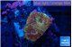 Favia red golden 1-2 cm WYSIWYG acclimaté