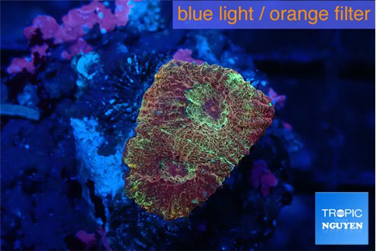 Favia red golden 1-2 cm WYSIWYG acclimaté