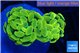 Euphyllia paraancora green gold 3-5 cm WYSIWYG acclimaté