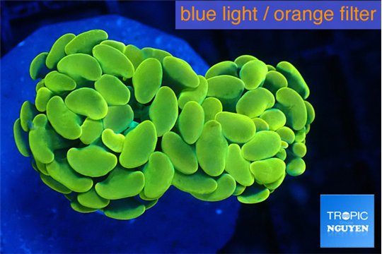 Euphyllia paraancora green gold 3-5 cm WYSIWYG acclimaté
