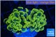 Euphyllia paraancora green gold 3-5 cm WYSIWYG acclimaté