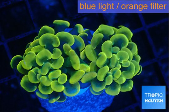 Euphyllia paraancora green gold 3-5 cm WYSIWYG acclimaté