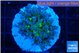 Euphyllia paradivisa green sunset 3-6 cm WYSIWYG acclimaté