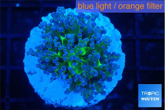 Euphyllia paradivisa green sunset 3-6 cm WYSIWYG acclimaté
