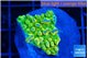 Montipora kungpao phoenix 2-3 cm WYSIWYG acclimaté