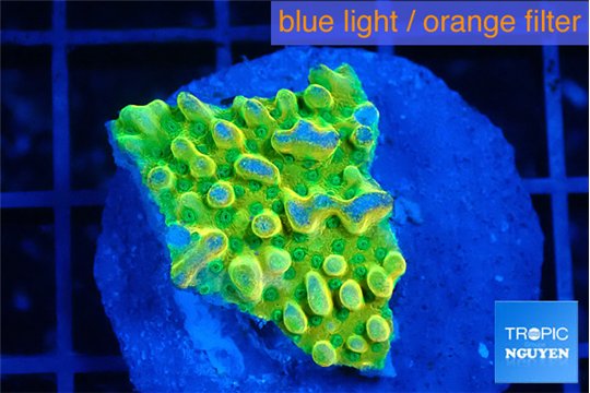 Montipora kungpao phoenix 2-3 cm WYSIWYG acclimaté