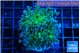 Euphyllia yayaemaensis green & purple tip 4-7 cm WYSIWYG acclimaté