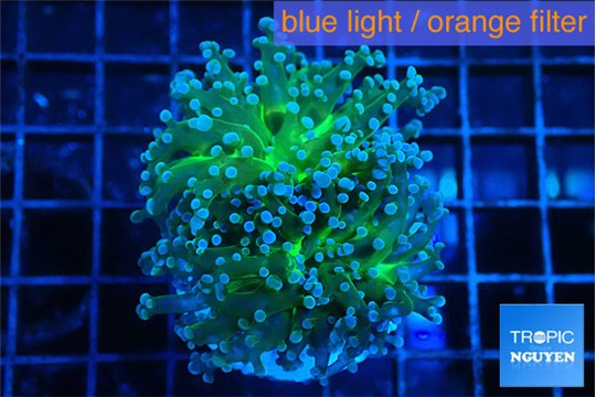 Euphyllia yayaemaensis green & purple tip 4-7 cm WYSIWYG acclimaté