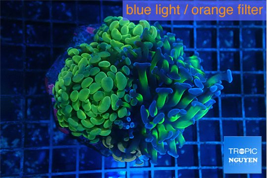 Euphyllia paraancora mix color garden premium 8-15 cm WYSIWYG acclimaté