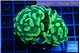 Euphyllia paraancora green gold 3-5 cm WYSIWYG acclimaté