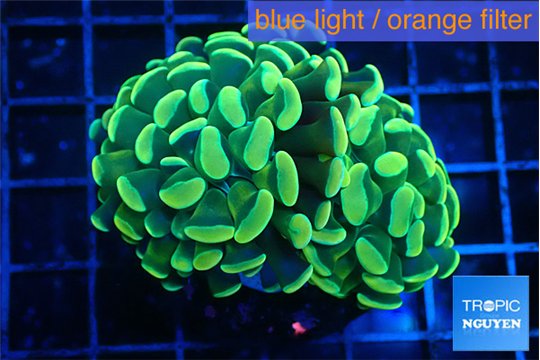 Euphyllia paraancora green gold 3-5 cm WYSIWYG acclimaté