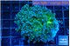 Euphyllia paradivisa green sunset 4-7 cm WYSIWYG acclimaté