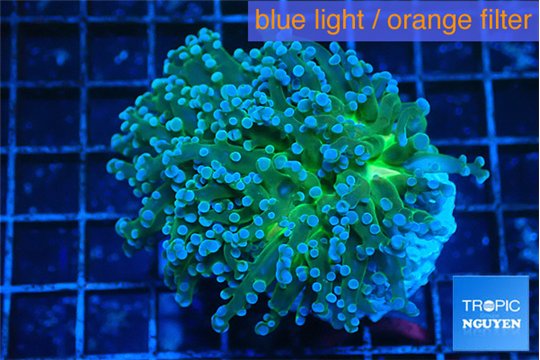 Euphyllia paradivisa green sunset 4-7 cm WYSIWYG acclimaté