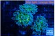 Euphyllia paradivisa green sunset 6-9 cm WYSIWYG acclimaté