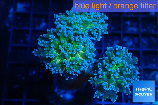 Euphyllia paradivisa green sunset 6-9 cm WYSIWYG acclimaté
