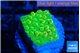 Montipora kungpao phoenix 1-2 cm WYSIWYG acclimaté