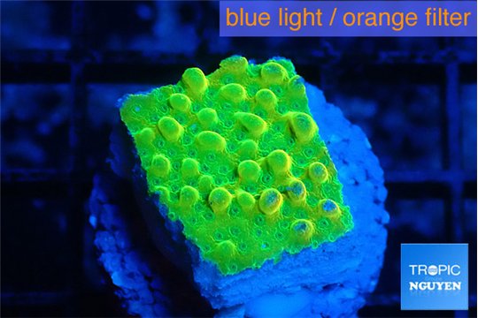 Montipora kungpao phoenix 1-2 cm WYSIWYG acclimaté