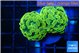 Euphyllia paraancora green gold 3-5 cm WYSIWYG acclimaté