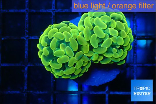 Euphyllia paraancora green gold 3-5 cm WYSIWYG acclimaté