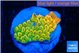 Montipora kungpao phoenix 2-3 cm WYSIWYG acclimaté
