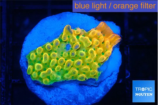 Montipora kungpao phoenix 2-3 cm WYSIWYG acclimaté