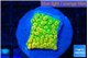 Montipora kungpao phoenix 1-2 cm WYSIWYG acclimaté