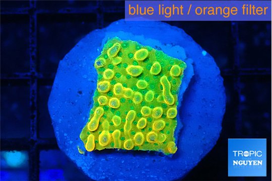 Montipora kungpao phoenix 1-2 cm WYSIWYG acclimaté