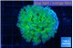 Euphyllia paradivisa green purple 4-6 cm WYSIWYG acclimaté