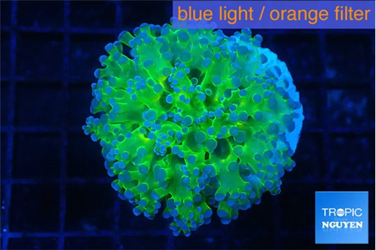 Euphyllia paradivisa green purple 4-6 cm WYSIWYG acclimaté