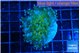Euphyllia paradivisa green sunset 4-6 cm WYSIWYG acclimaté