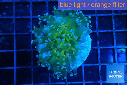 Euphyllia paradivisa green sunset 4-6 cm WYSIWYG acclimaté