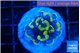 Euphyllia paraancora green gold 2-3 cm WYSIWYG acclimaté